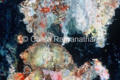 Manifestation